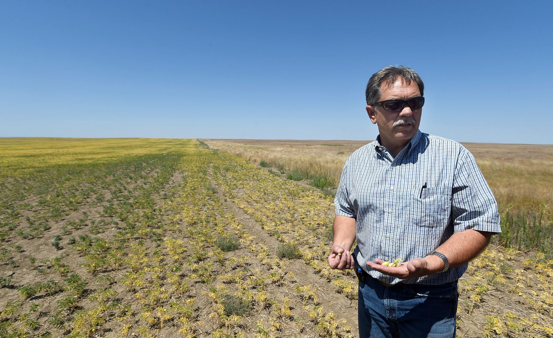 Drought Zerbe with pea crop